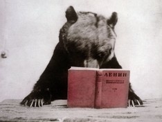 4chan.org. Медведь