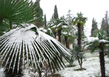 Sochi1