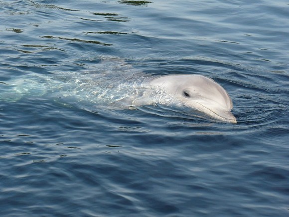 В России запретили вылов китов, дельфинов и морских свиней