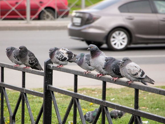 В Москве заметили голубя-мутанта с двумя головами (видео)
