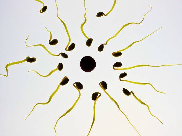 Исследователи пронаблюдали, как яйцеклетка сама «выбирает» себе мужчин