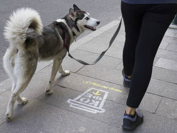 Nature: Японские ученые обнаружили «ген дружелюбия» у домашних собак