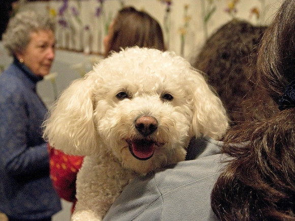 Cynologists told how to make a dog laugh
