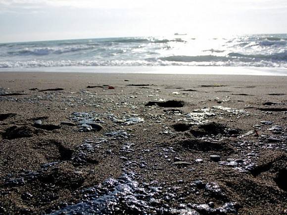 «Новая Кубань»: На пляжах Анапы обнаружены перепачканные нефтепродуктами птицы, они обречены на гибель