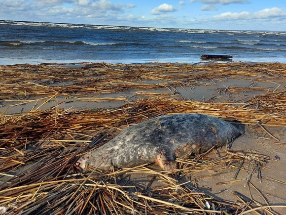 В Минприроды сообщили, что число мертвых тюленей в Дагестане выросло до 2,5 тысячи