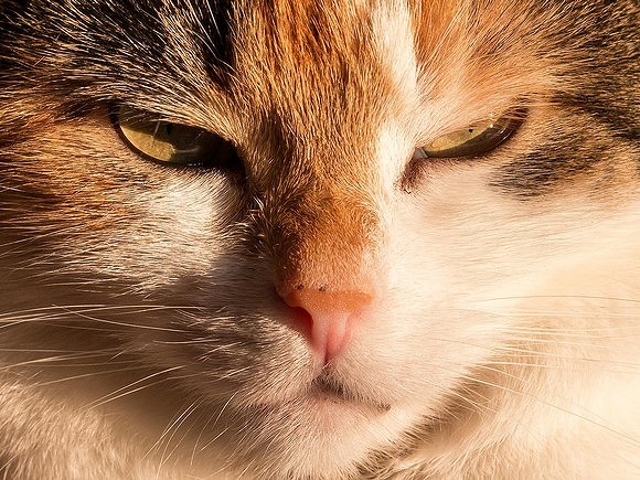 Ветеринары рассказали, почему кошки переворачивают свою миску с водой
