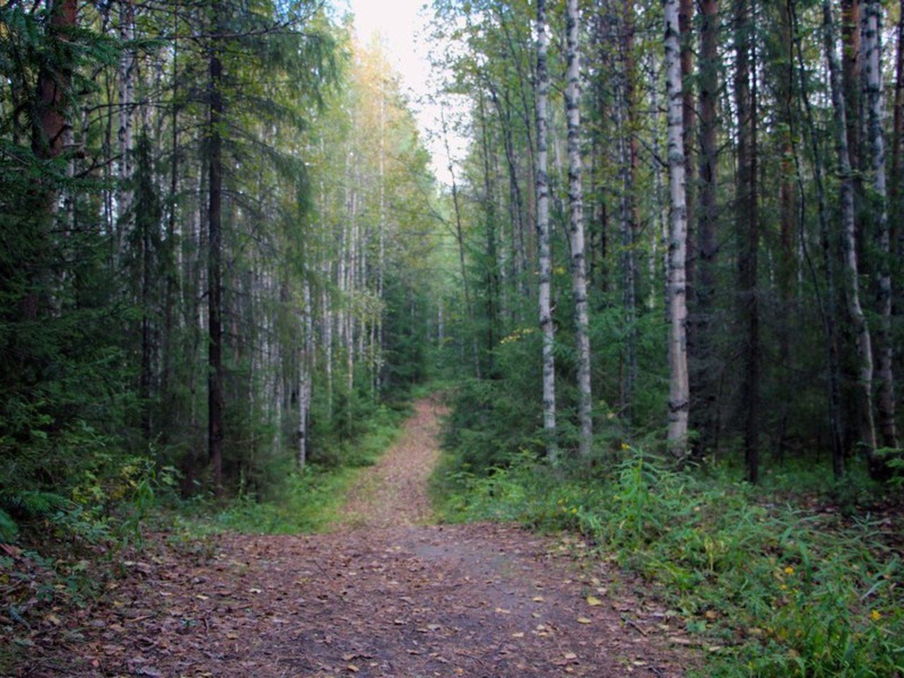 Лес Тосненский район