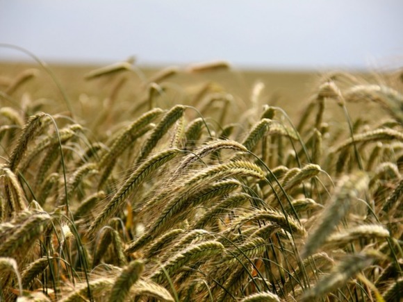 Затраты российских аграриев на осенний сев могут вырасти на 20-50%