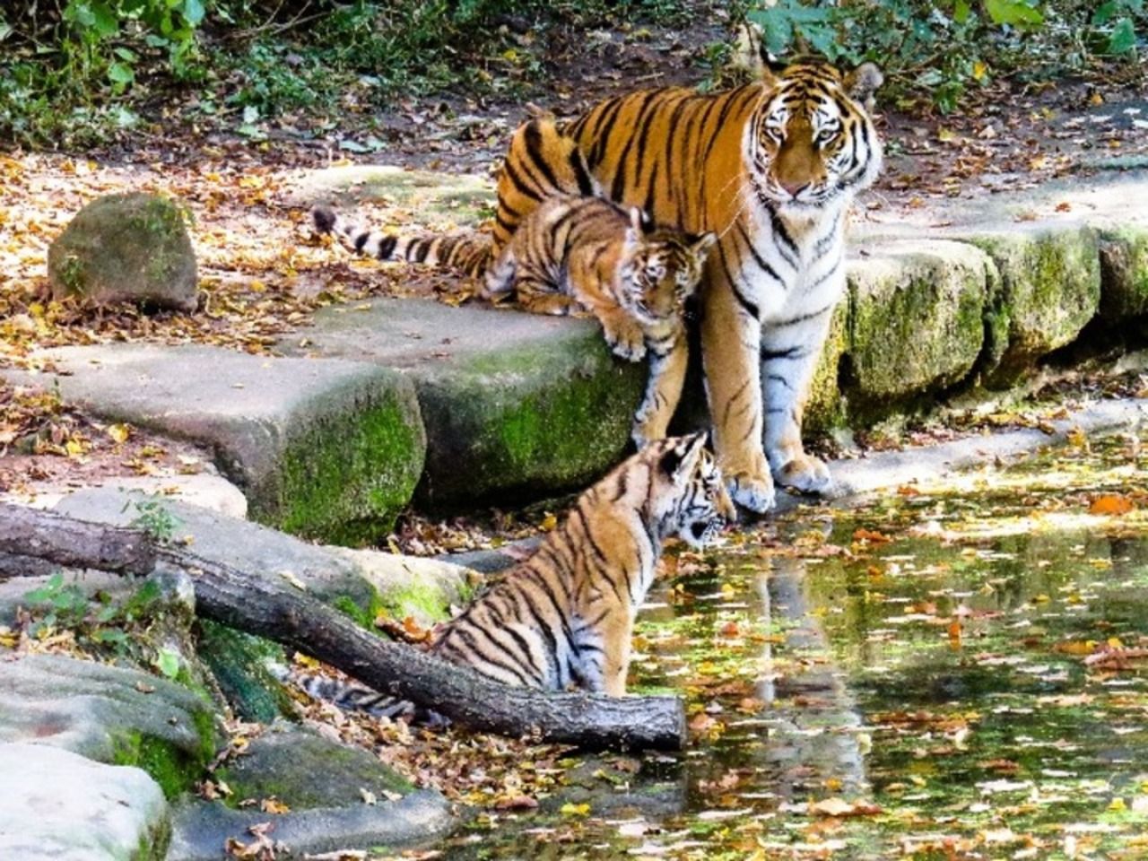 Амурский тигр с тигрятами в зоопарке