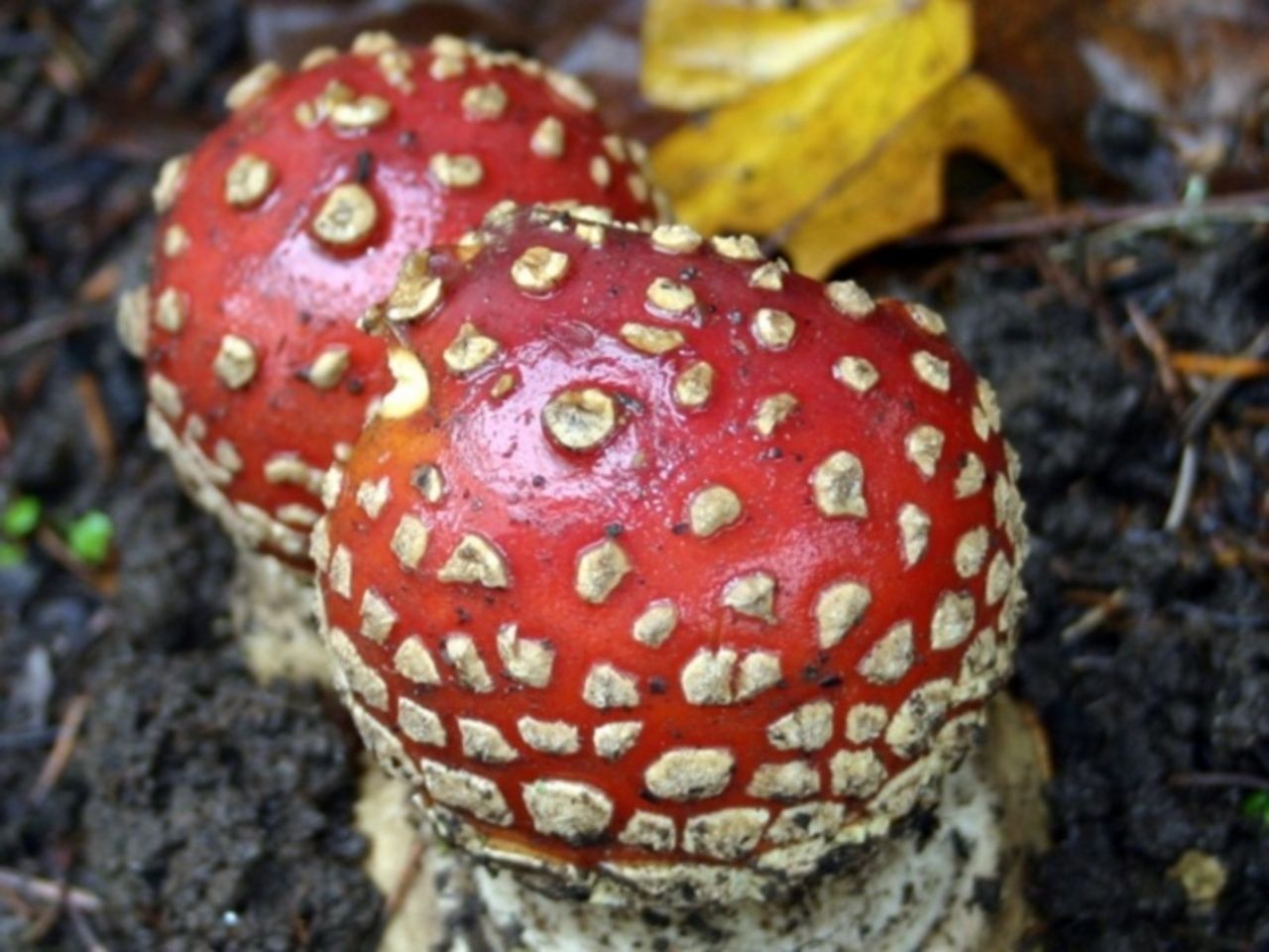 Миколог Вишневский назвал тройку смертельно опасных грибов Подмосковья -  Росбалт