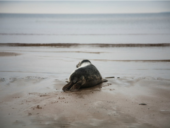 В Петербурге на пляже обнаружили истощенного детеныша тюленя