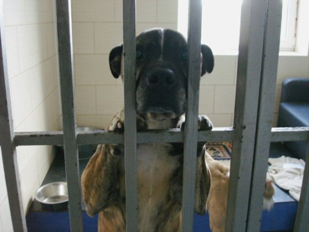 Приют для животных СПБ. Петербургский приют для животных. Приюты для животных Петербург. Российский приют для животных СПБ