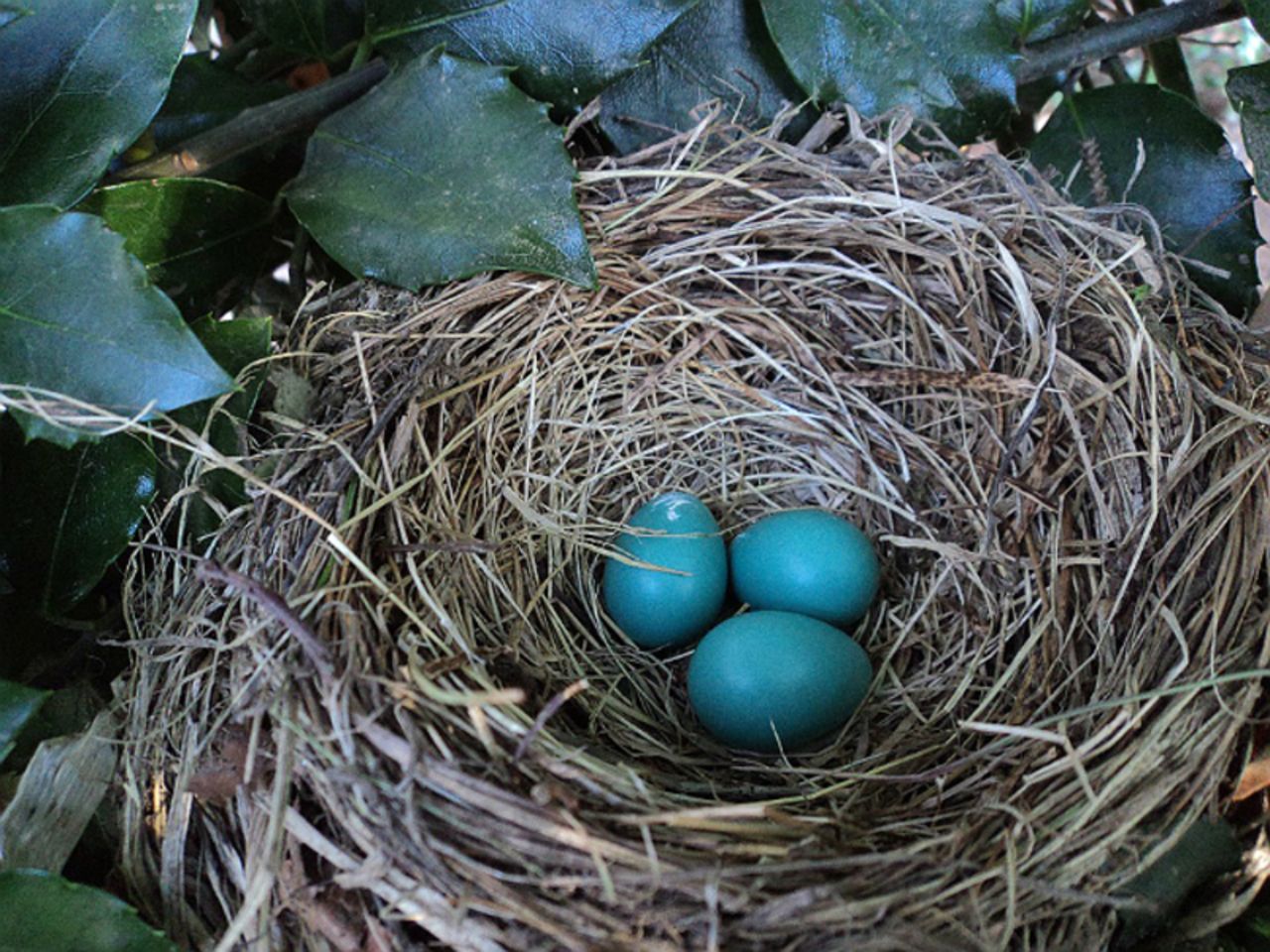 Биологи: Голубая окраска яиц дрозда защищает их от Солнца - Росбалт