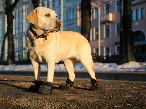 Ветврач Шеляков: Владельцам собак рекомендуется быть бдительными во время прогулок