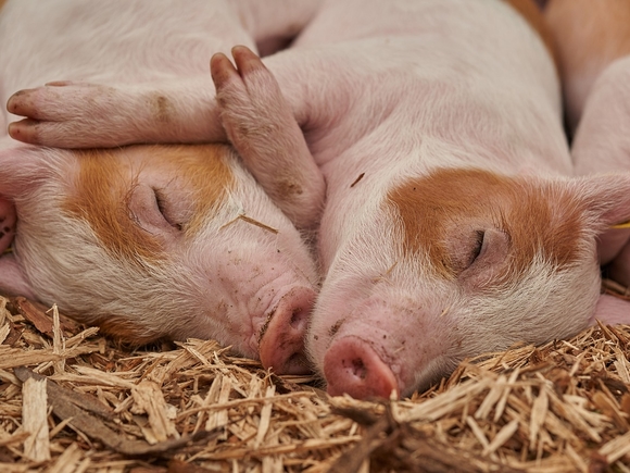 В Марий Эл из-за поломки на ферме полторы тысячи свиней умерли от удушья
