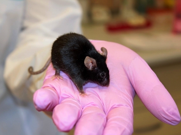 PLOS Computational Biology: Новые коронавирусы могут прийти к нам от крыс и мышей