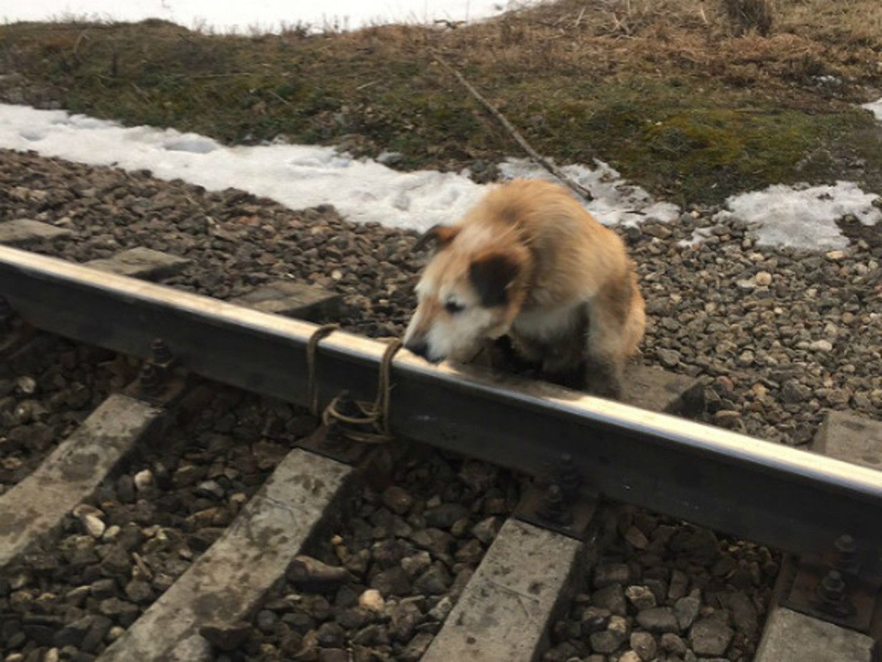 Почему электричка собака. Животные на железной дороге. Собаку привязали к рельсам.