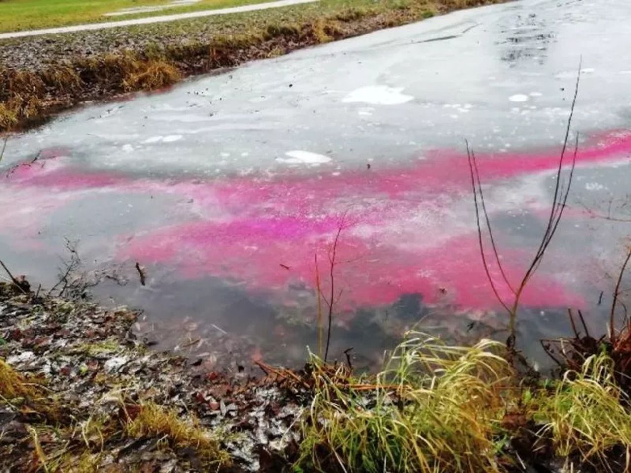 Водоем который окрашивается в нежно розовый цвет. Загрязнение водоемов. Пестициды в водоемах. Загрязненные водоемы. Загрязнение воды пестицидами.