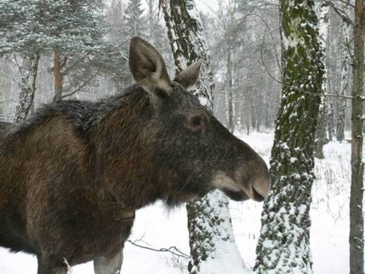белый лось в ярославской области. охота на лося в ярославской области. 20 лосей в ярославской области. лосенок подросток. лось ярославская область.