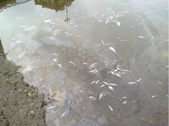 В Лахтинском разливе вымерла рыба