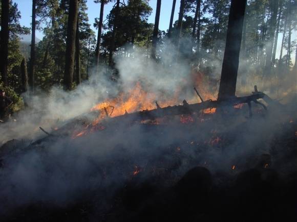 Минприроды: В России с начала года зафиксировано почти 11 тыс. лесных пожаров