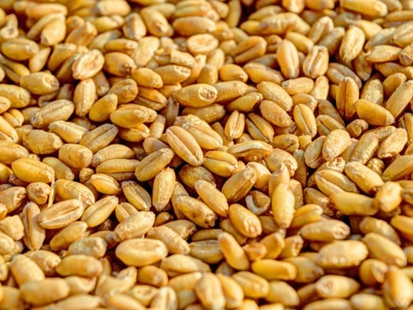 Египет собирается импортировать пшеницу из Индии
