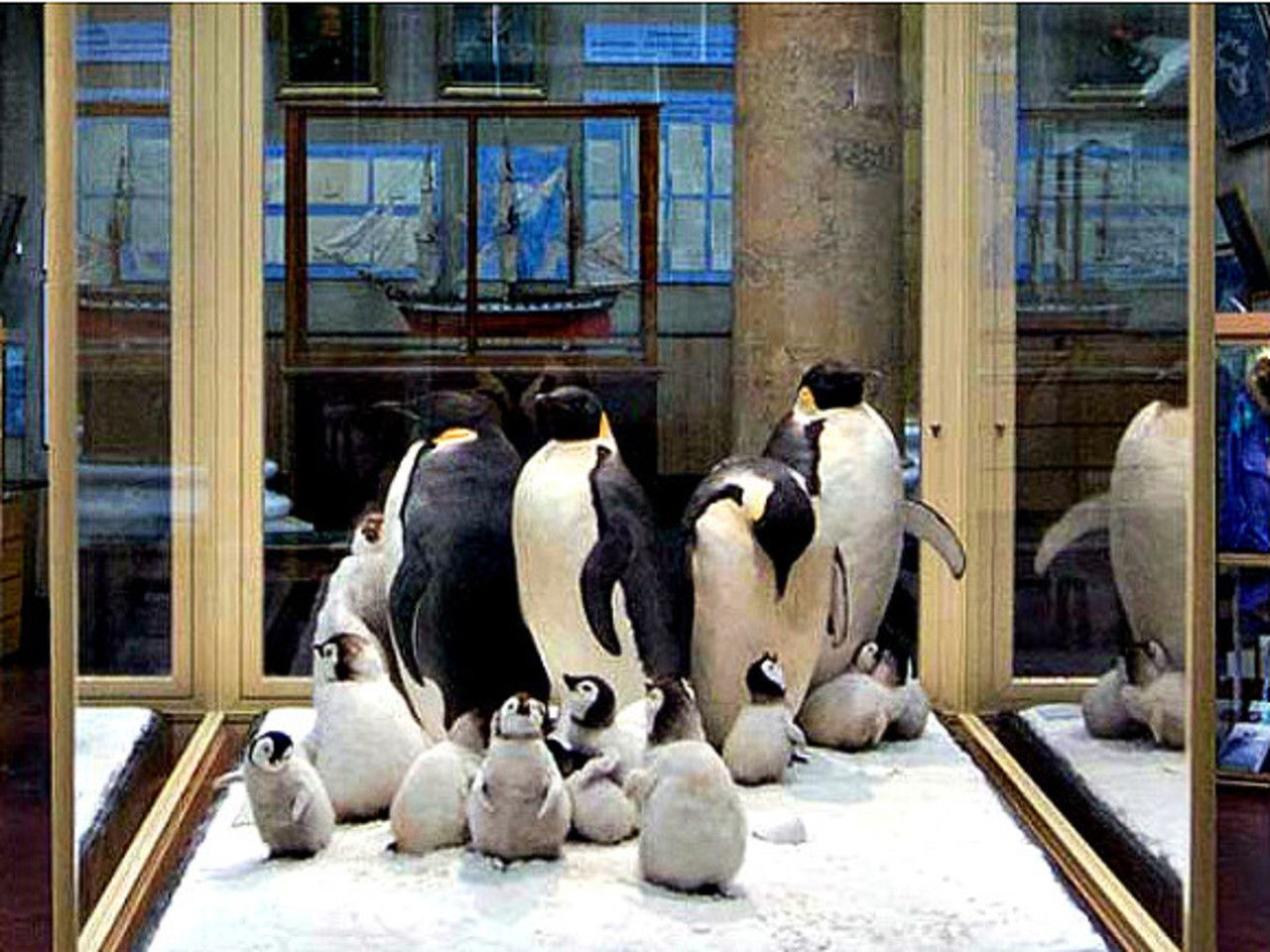 музей арктики и антарктики в санкт петербурге
