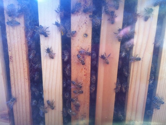 В Калифорнии улицу с отелем блокировали из-за нападения десятков тысяч пчел