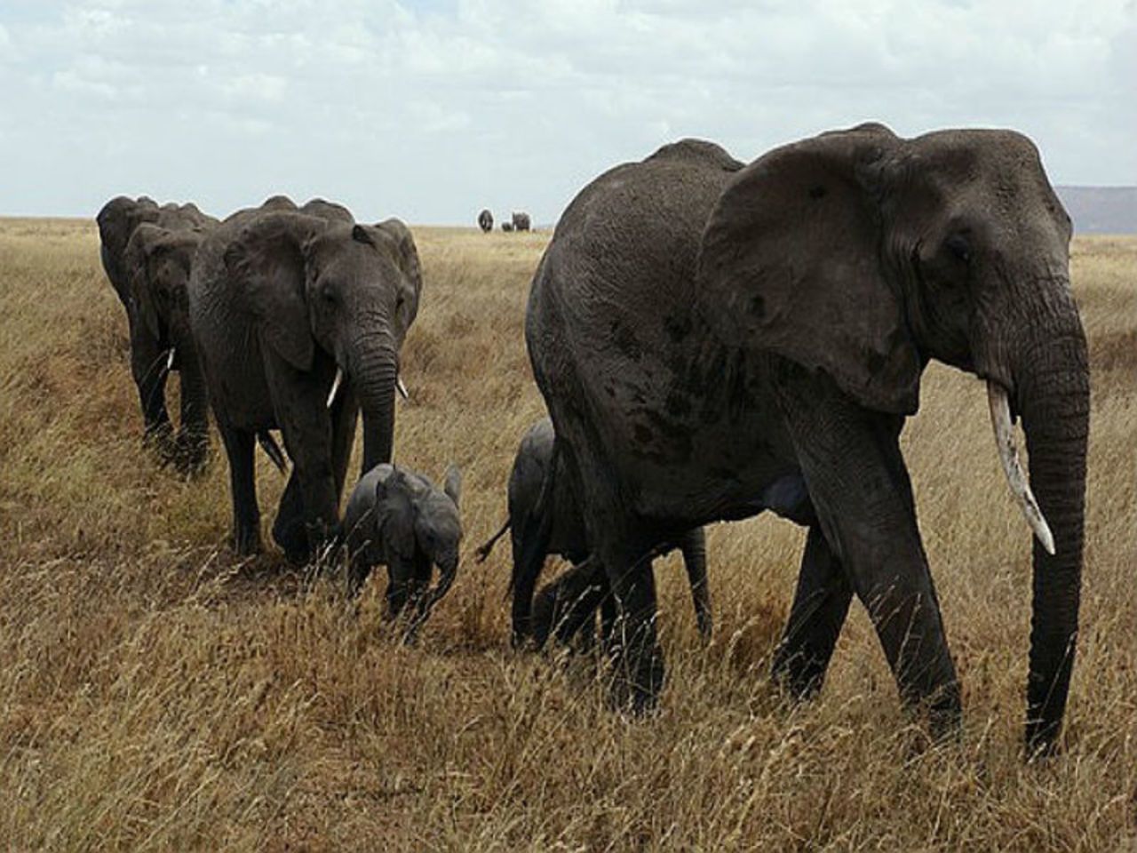 Слон в Серенгети