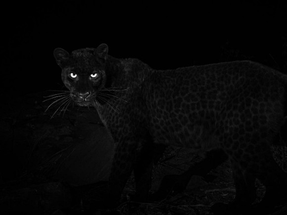 In the Volgograd region, a panther attacked a child