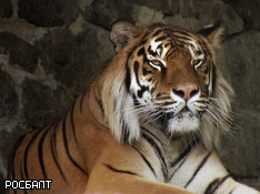 В Швейцарии амурская тигрица насмерть задрала женщину