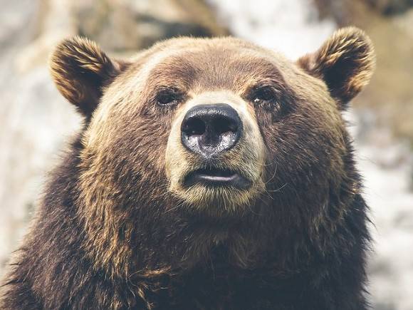 Медведь прошелся по улицам российского города