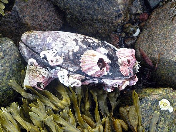 Эксперт: На восстановление прибрежной экосистемы на Камчатке потребуется 10-15 лет