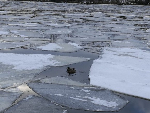 В Амурске двоих подростков унесло на оторвавшейся льдине