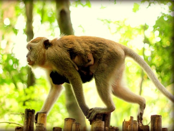 В Диксоне сбежавшая от хозяина обезьяна на улице оторвала женщине ухо