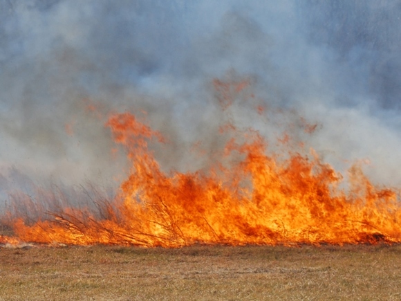 В Волгоградской области горят поля: огонь подошел к аэропорту (видео)
