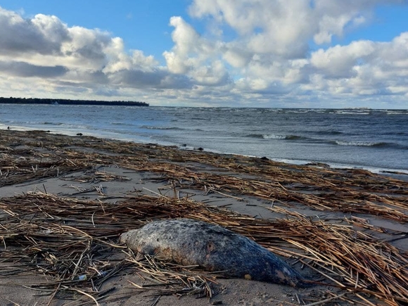 На берегу Каспия вновь обнаружены тела мертвых тюленей