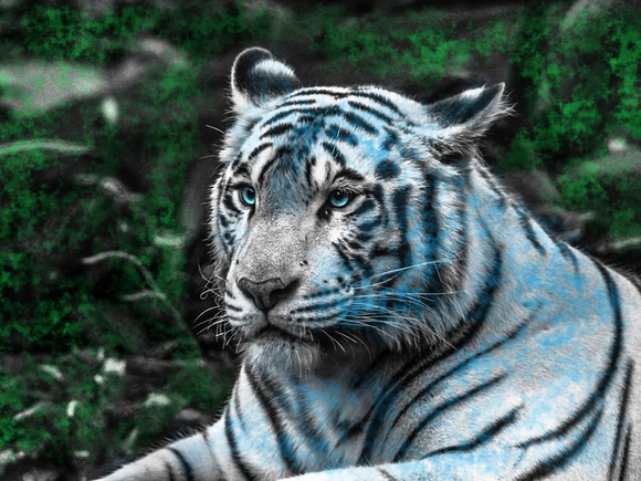 Водяной Тигр- подлинный лидер, который со свойственными ему силой, храбростью и целеустремленностью готов противостоять злу.