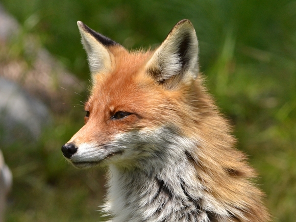 В Саратове ввели карантин из-за бешеной лисы