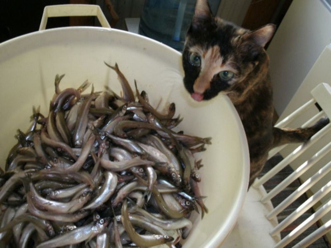 Корюшка картинки смешные
