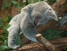 Погибающих из-за пожаров в Австралии коал предложили переселить в Новую Зеландию