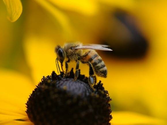 Королевских пчел уведомили о смерти их хозяйки, надев на ульи траурные банты и призвав к хорошему поведению