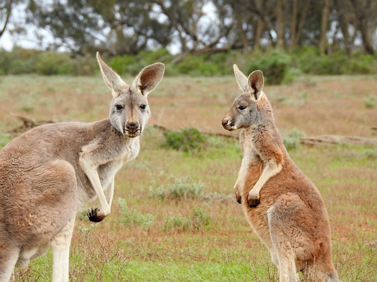 В Австралии на 13-м году умер знаменитый «накачанный» кенгуру (фото, видео)  - Росбалт