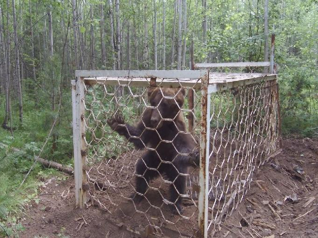 Браконьерские ловушки на медведя