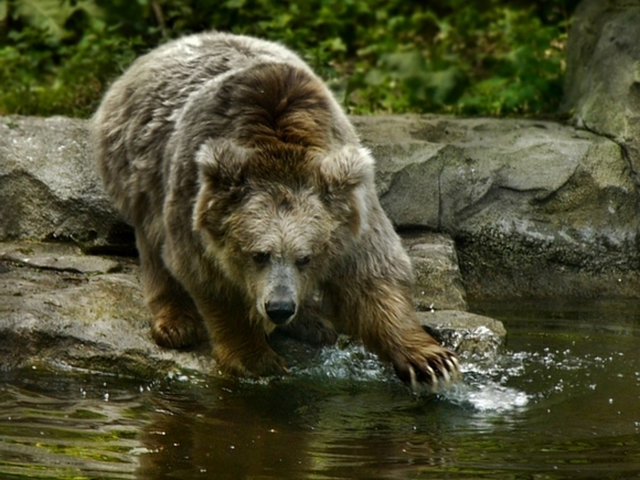 «А теперь разбегаемся!»: в Якутии местные жители спасли медведя, застрявшего в баке из-под топлива
