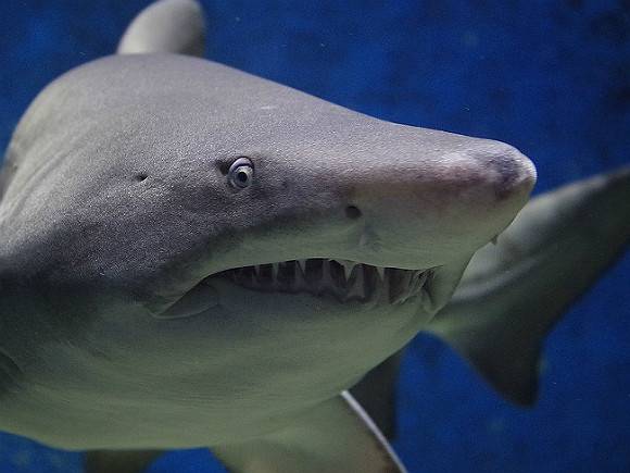 Названы возможные причины нападений акул на людей в Египте