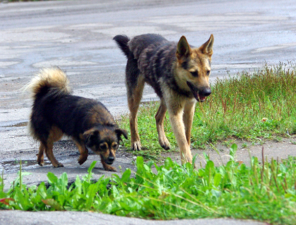 На передержке в Якутии «провели эвтаназию» — жестоко убили около 100 животных