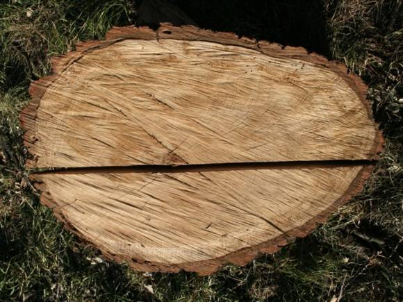Биолог рассказал, какую опасность представляют срубленные в Муринском парке деревья