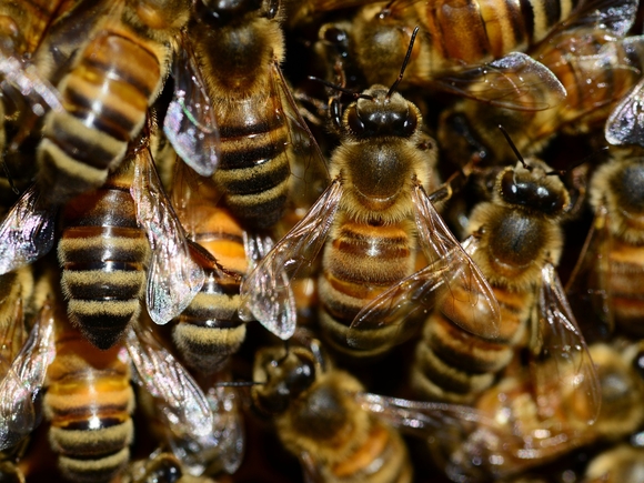 В Канаде пчеловоды помогли полиции поймать миллионы пчел, разлетевшихся из-за ДТП