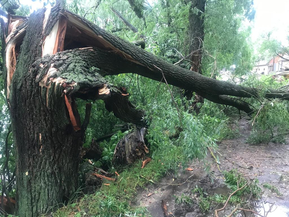 В Калужской области упавшее от ветра дерево насмерть придавило ребенка